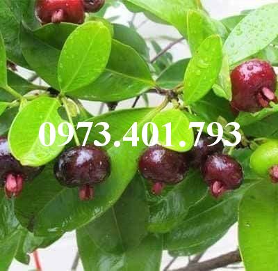 Cây giống cherry brazil